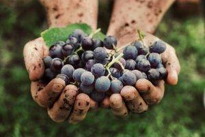 grapes-in-hamds