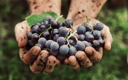 Grapes in hamds