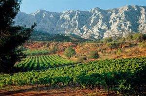 Provence-Vineyard