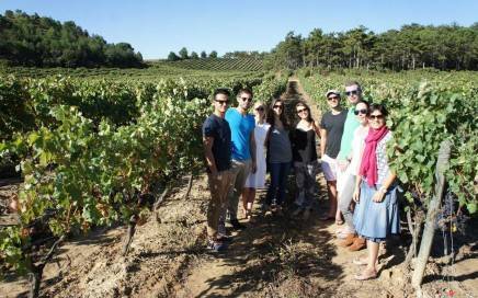 Rioja wine tours during the harvest.