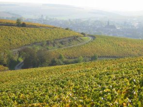 rolling-chablis-vineyards
